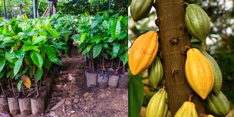 Growing Cocoa Plant at Home